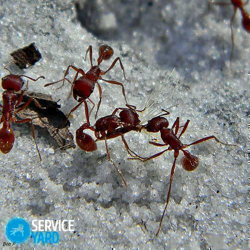Náprava pro mravence v zemi