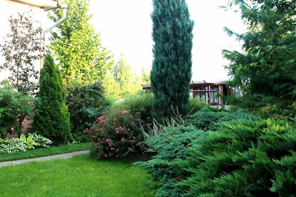 juniper in the garden