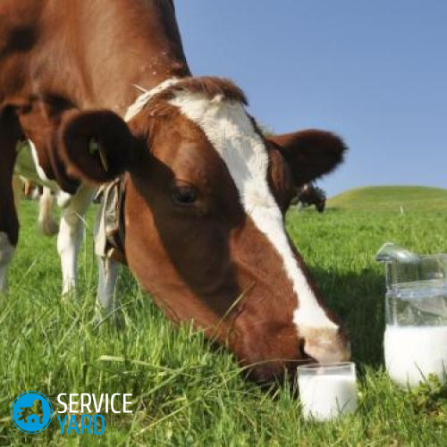 Wie kann man Milch kochen, um davon zu profitieren?