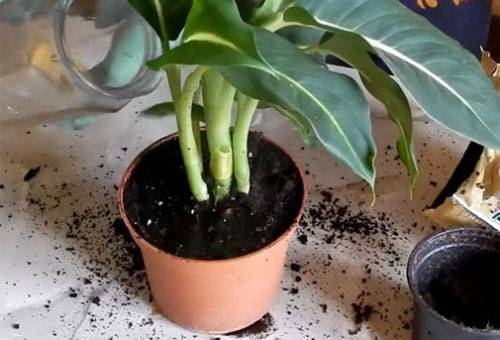 Dieffenbachia home care - watering, reproduction and transplantation