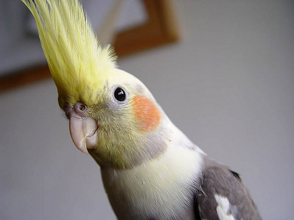 Top 10 of the most beautiful parrots in the world