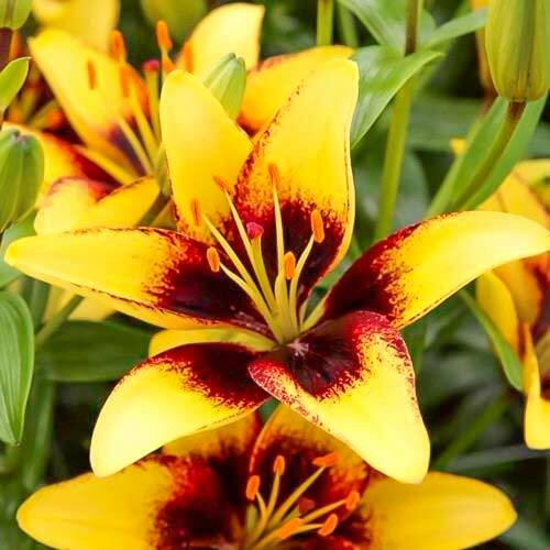 Asiatic lily Bumblebee