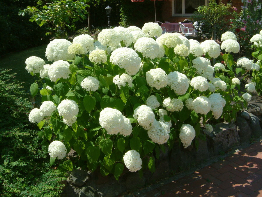 Cogollos en forma de bola en variedades de hortensias de jardín Anabel