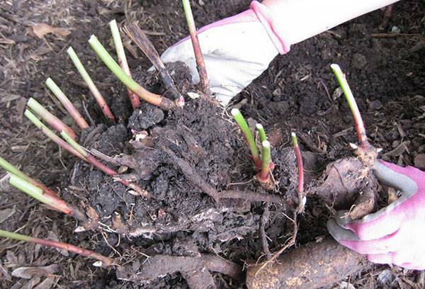 Hoe zorg je voor een zelfgemaakte chrysant in een pot: planten, water geven, topdressing