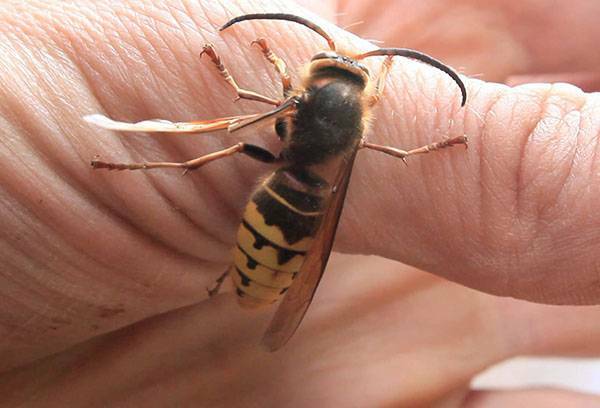 Eşek arısı kendiniz için en az tehditle nasıl kurtulur?