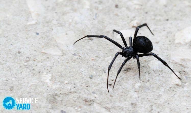 Zwarte spinnen in het huis - foto