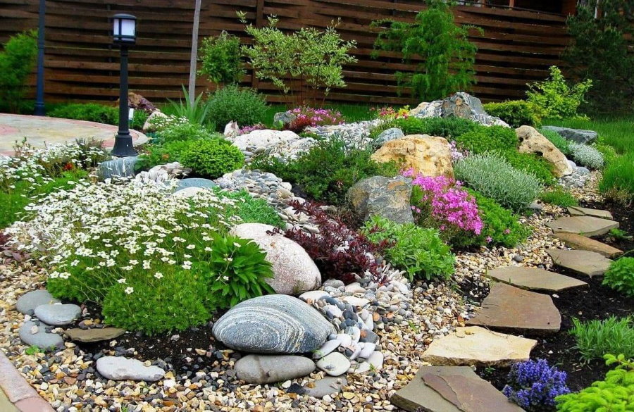 Alpine trädgård med blommande växter