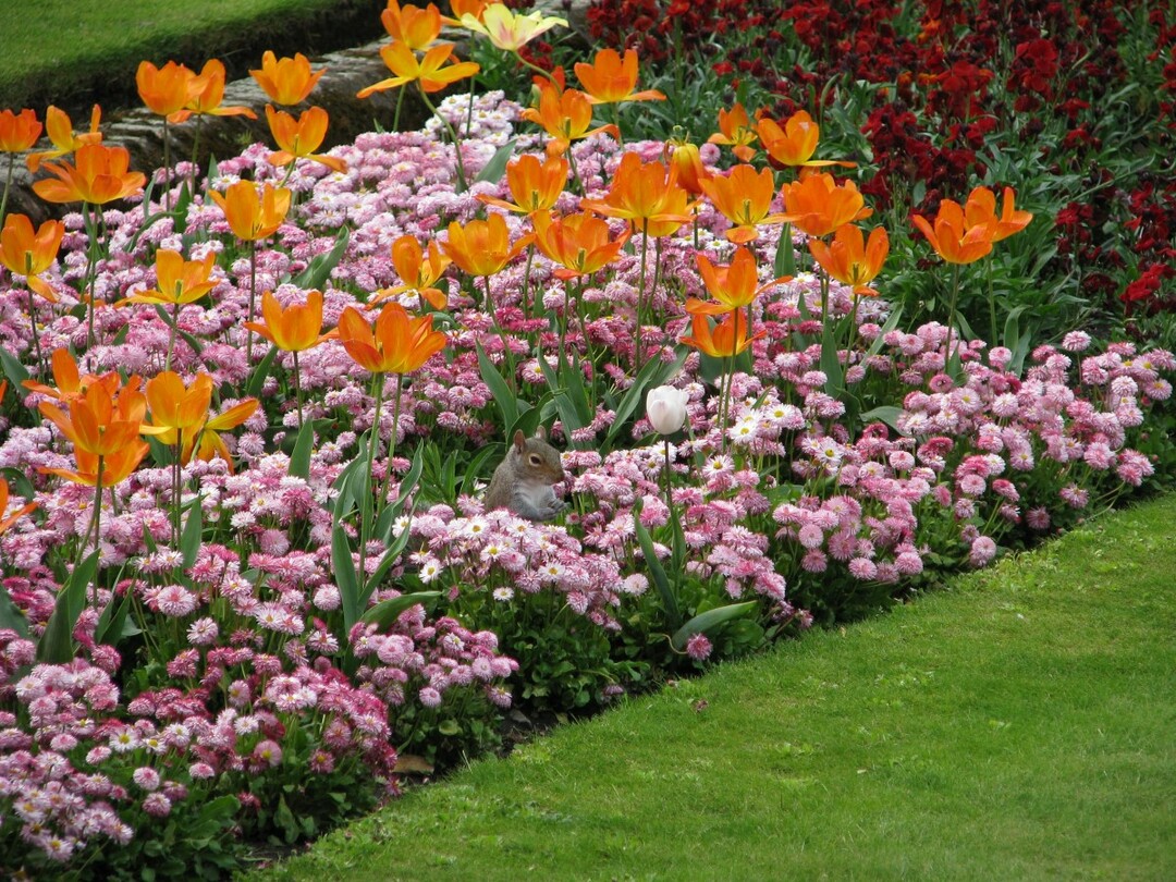 Letne vrtne rože: lepe in nezahtevne dolgocvetne vrste za gredice