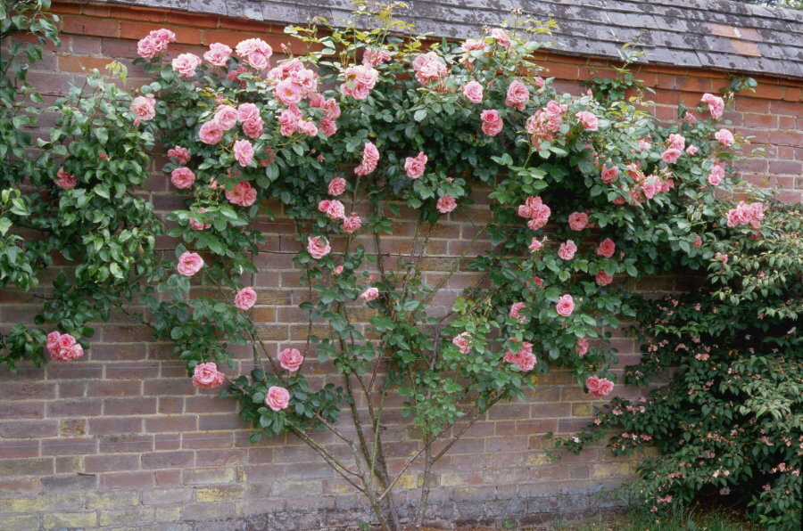 Lezecká růže ve tvaru vějíře u cihlové zdi stodoly