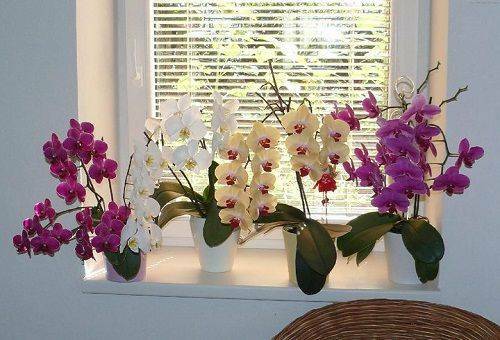 Orkidé vård hemma - tips för avel, beskärning och vattning