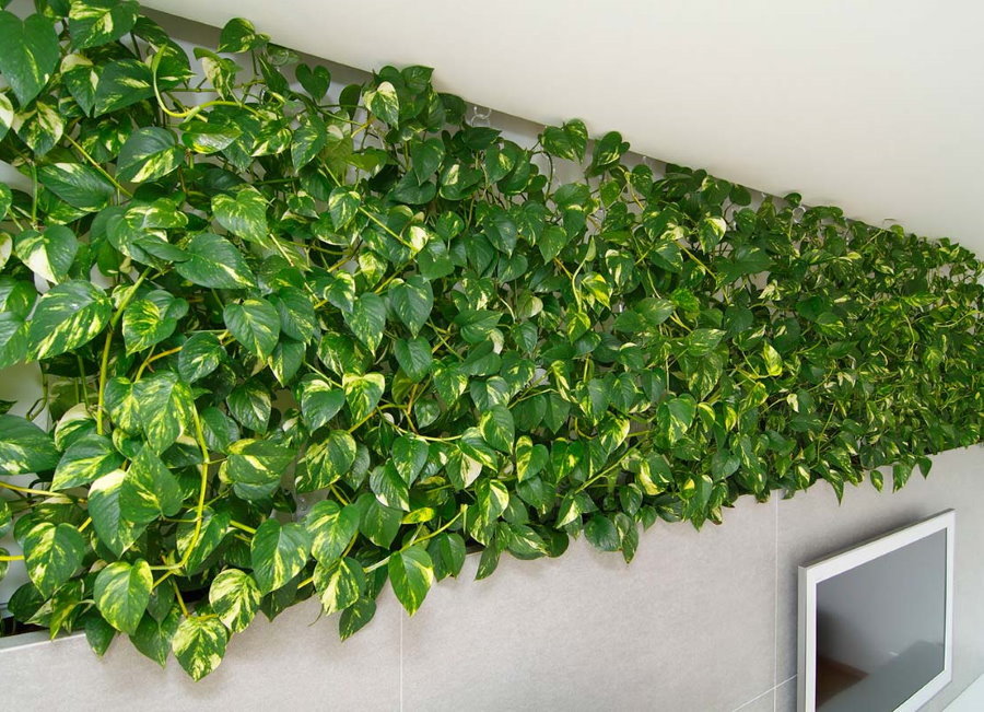 Indoor ivy on the living room wall with TV