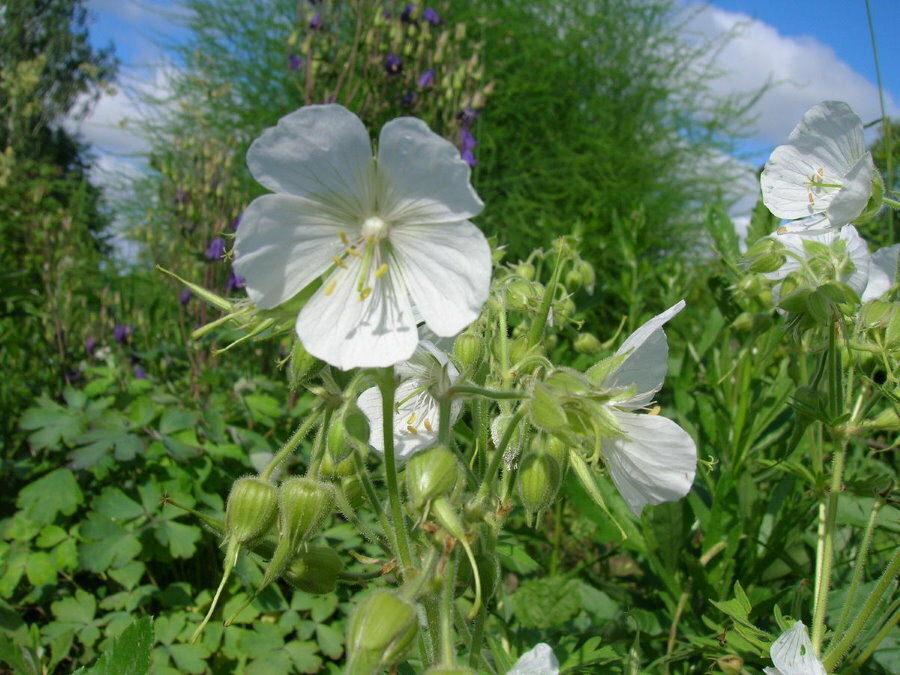 Stor blomst med hvite kronblad på en geranium i hagen
