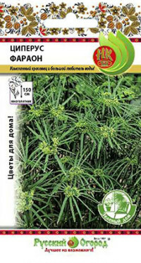 Saatgut. Blumen. Cyperus Pharao (Gewicht: 0,01 g)