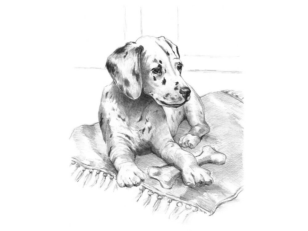 Sada pro kreslení štěněte dalmatského štěněte