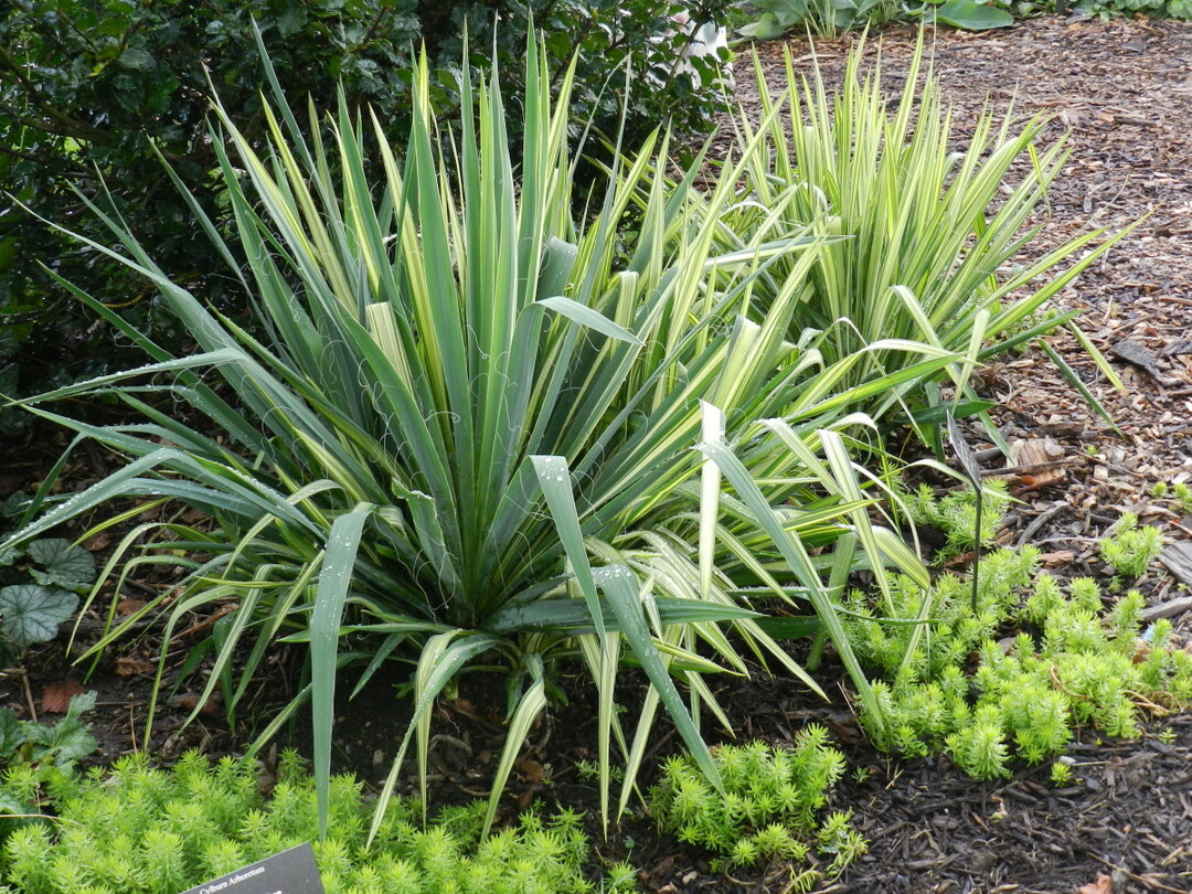 yucca garden planting care