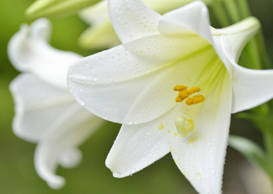Sniega karalienes baltkrēmijas lilijas zieds