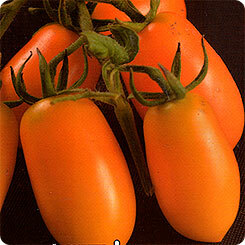 Nasiona Pomidora Wiśniowego - Banan, 20 szt, Ogród Syberyjski