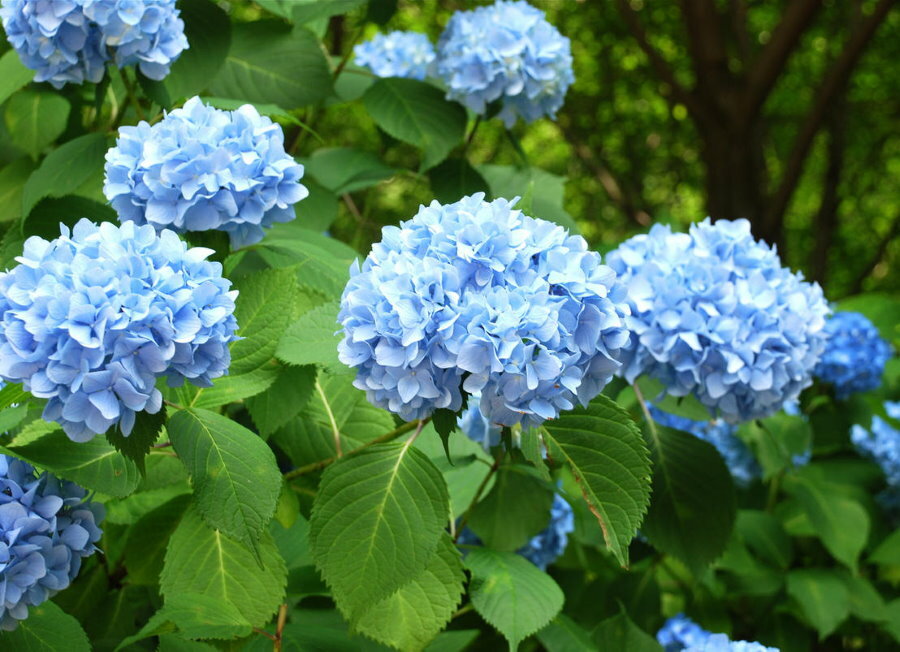 Delicadas flores azules en las ramas de la hortensia de jardín