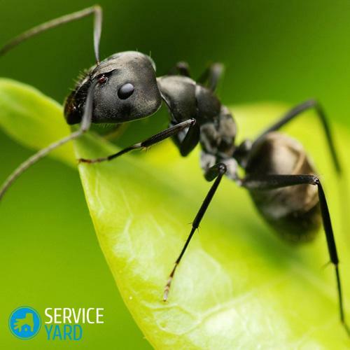 Ako sa zbaviť mravcov vo vani?