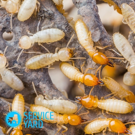 Kā atbrīvoties no termītēm?