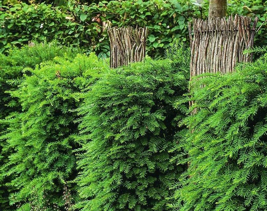 Foto av en dekorativ hekk av grønne planter