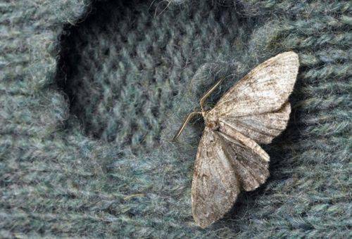 How to get rid of moths in an apartment: industrial and folk remedies
