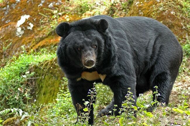 Les plus gros ours du monde