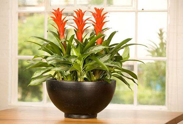 Guzmania: care at home depending on the species