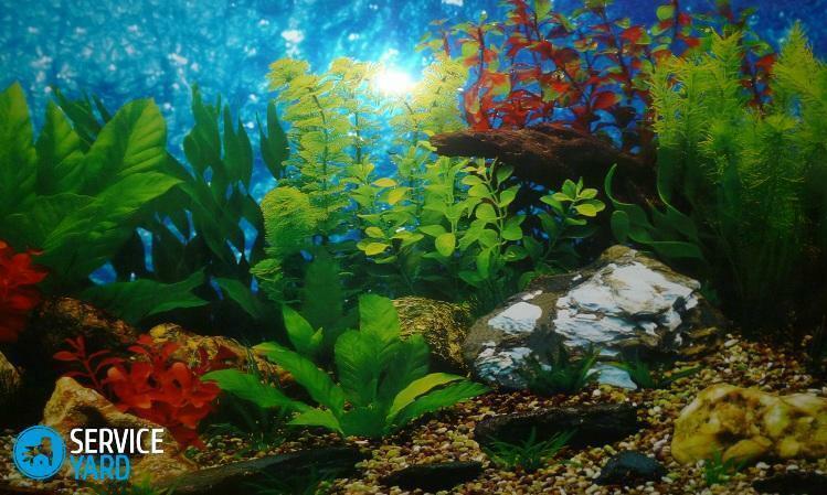 How to paste the background on the back of the aquarium?