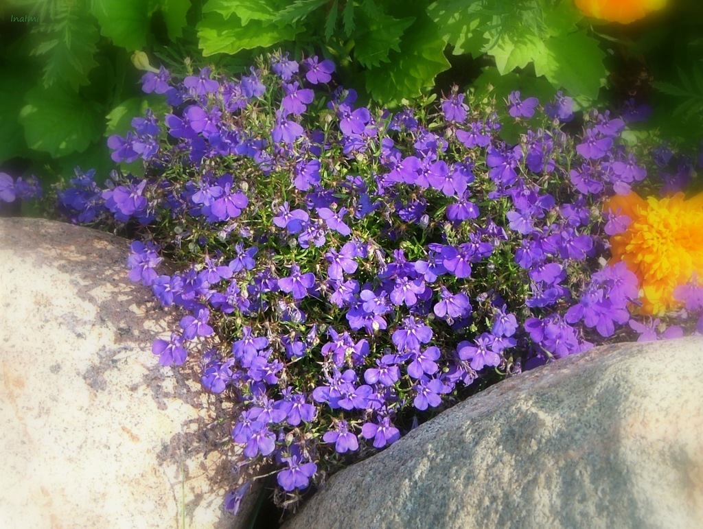 Schwarze Lobelie mit lila Blüten zwischen Felsbrocken