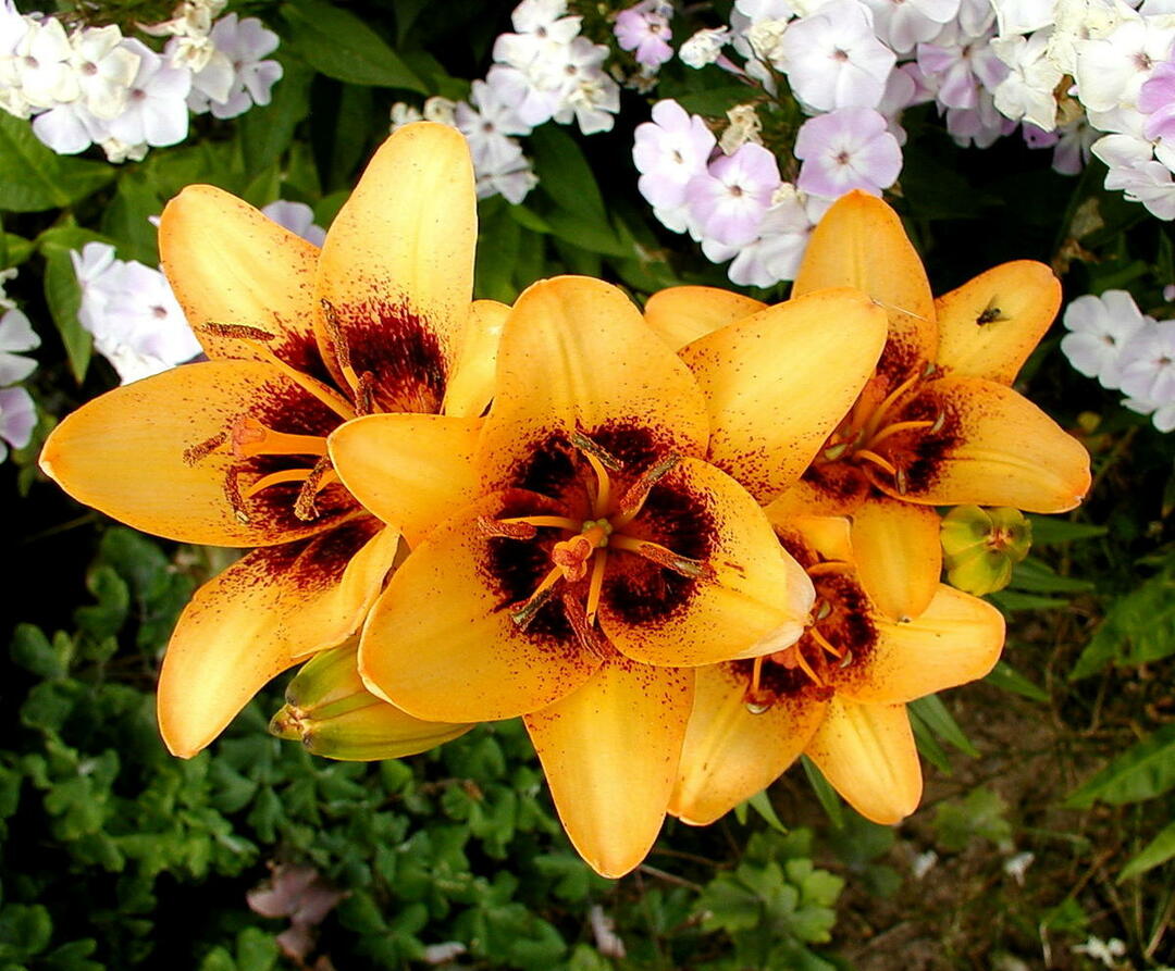 Nepretencioza lilija Apicot Austrumu izcelsmes pikseļi