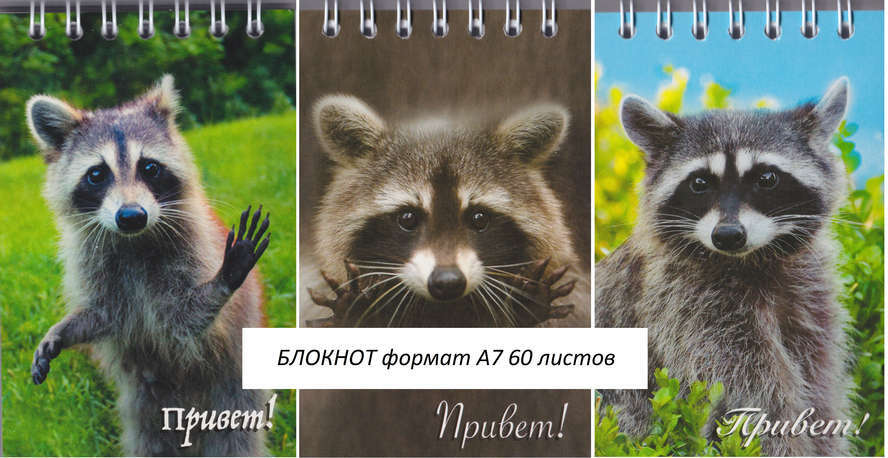 Raccoon notebook: prices from 16 ₽ buy inexpensively in the online store