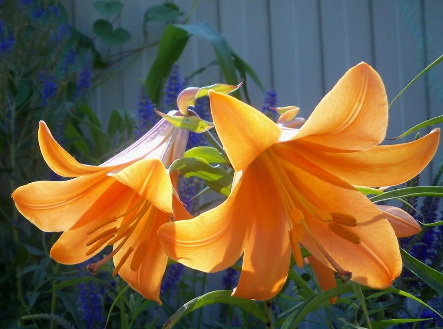 Nezināmas šķirnes lilijas oranži ziedi