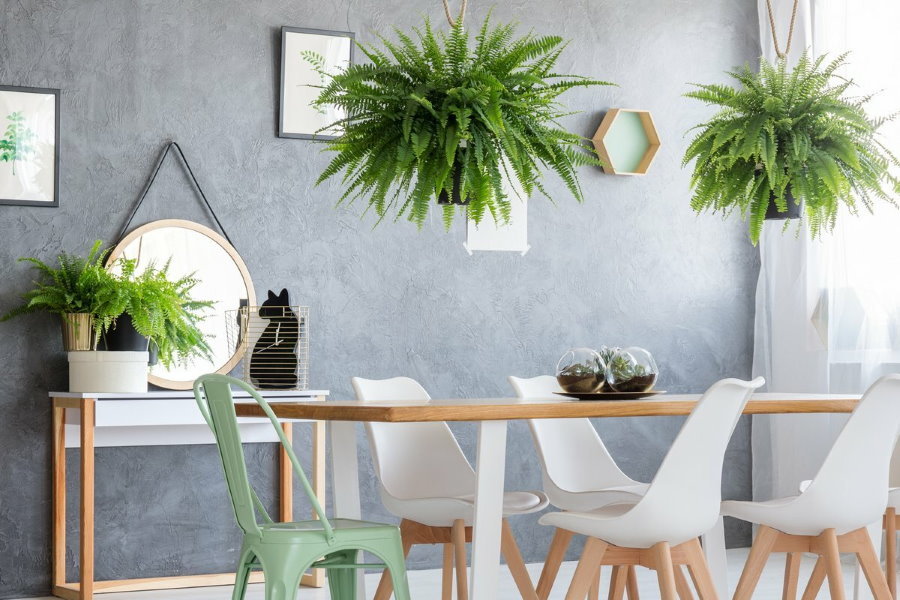 Hanging pots with ferns over the dining table