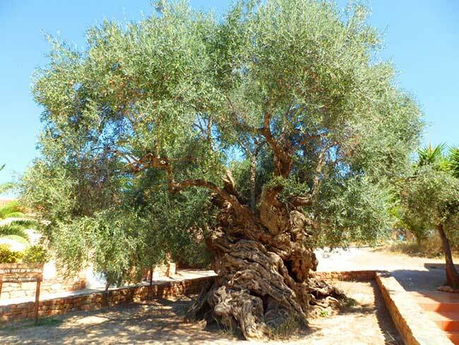 The oldest trees in the world