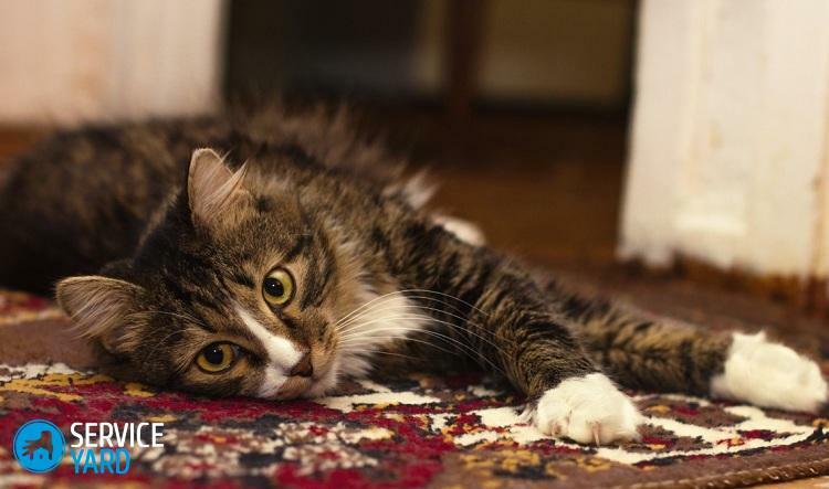 Hoe de geur van kattenurine van het tapijt te verwijderen?