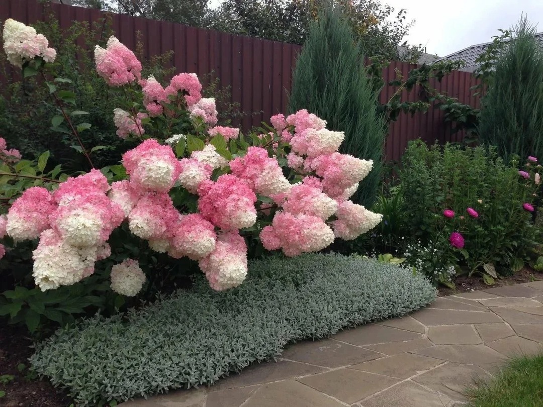 Arbustos para o jardim: tipos decorativos de plantas perenes em flor para chalés de verão, foto