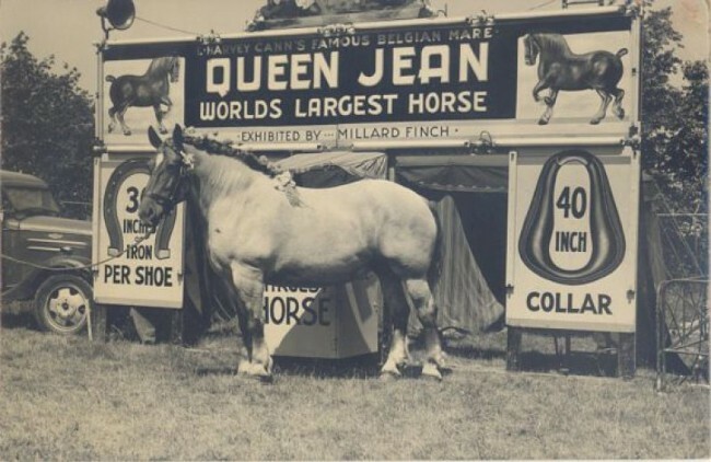 Dünyanın en büyük atları