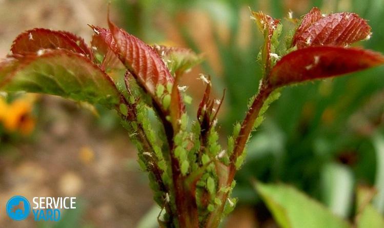 Combating aphids with ammonia