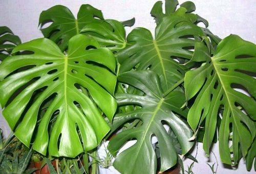 Monstera - why can not you keep a house and can you bypass this rule?