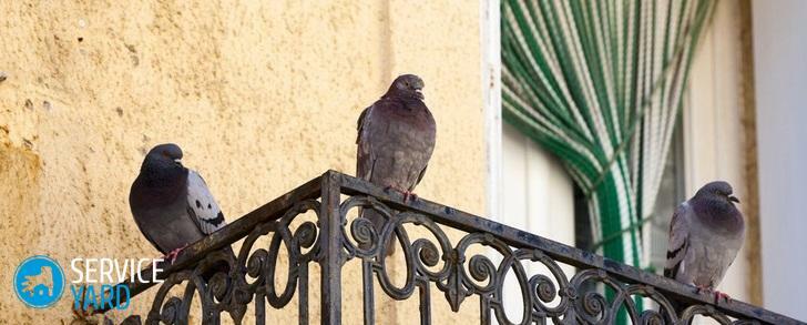 Que d'empoisonner les pigeons?