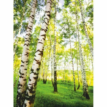 Photo wallpaper " In the birches" 140x200 cm