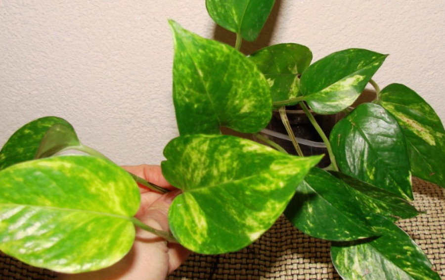 Coloring leaves of golden scindapsus in an apartment