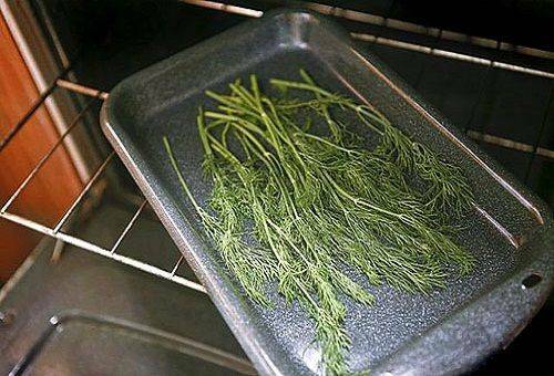 How to keep dill for the winter in fresh, dry and frozen form