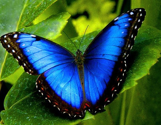 Kauneimmat perhoset maailmassa