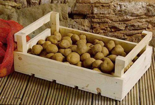 Hur lagrar du potatisarna i lägenheten korrekt?
