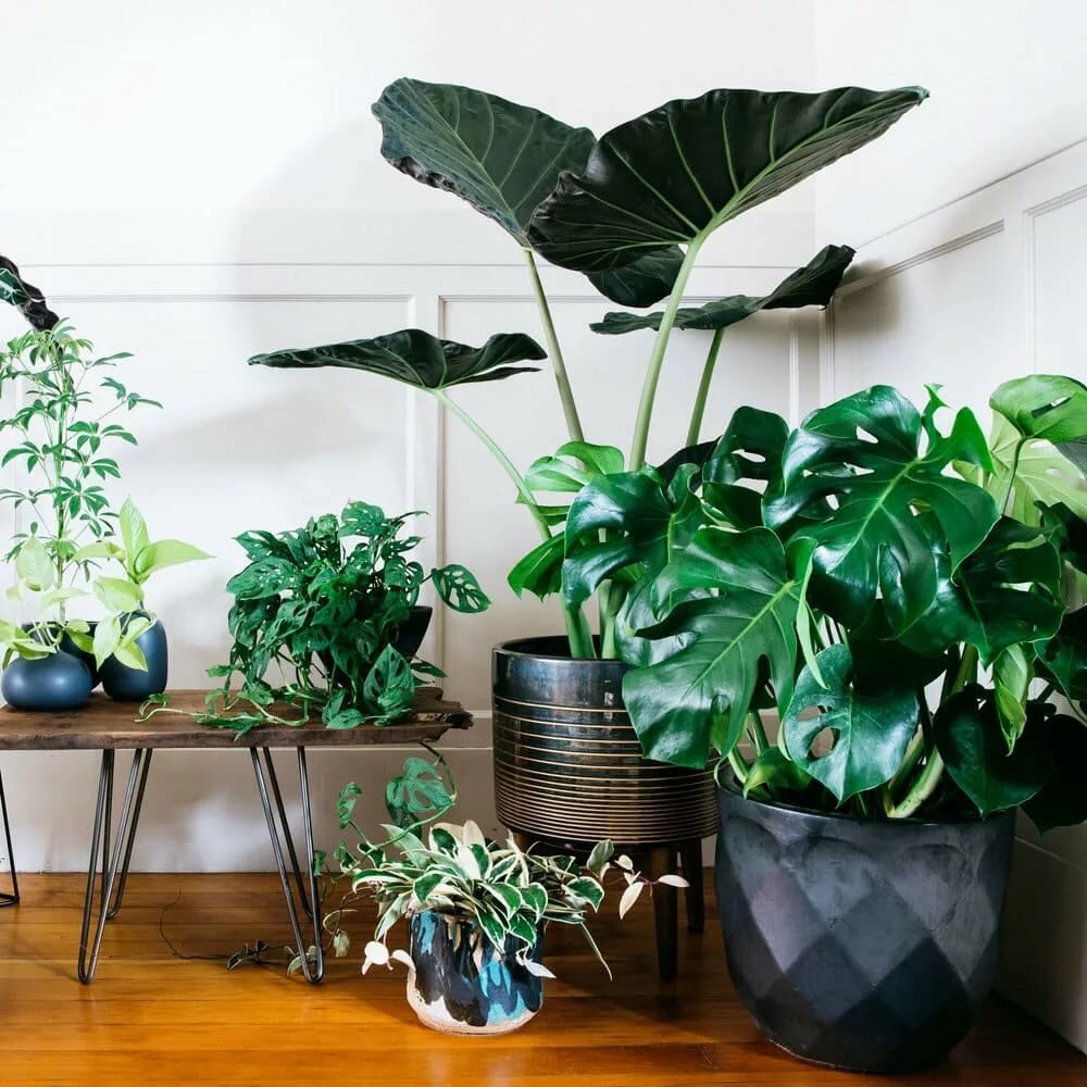 Složení odstínu-rostlin v obývacím pokoji