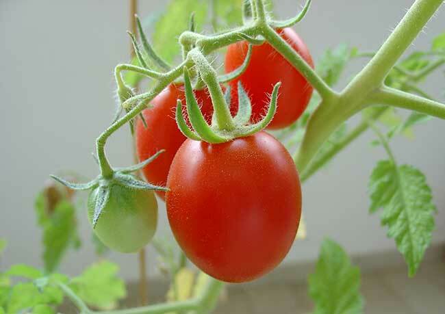 Parimad sortid tomatite jaoks polükarbonaadist kasvuhoonetes