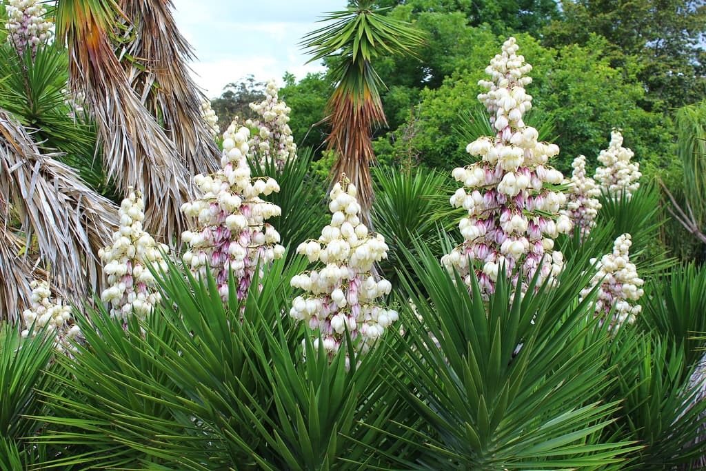 flowering yucca on the site