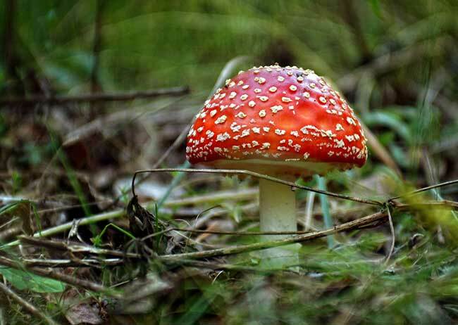 Největší houby na světě
